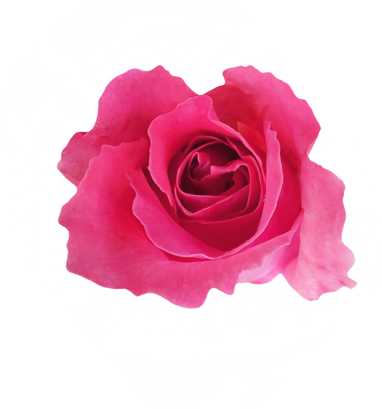 pink rose