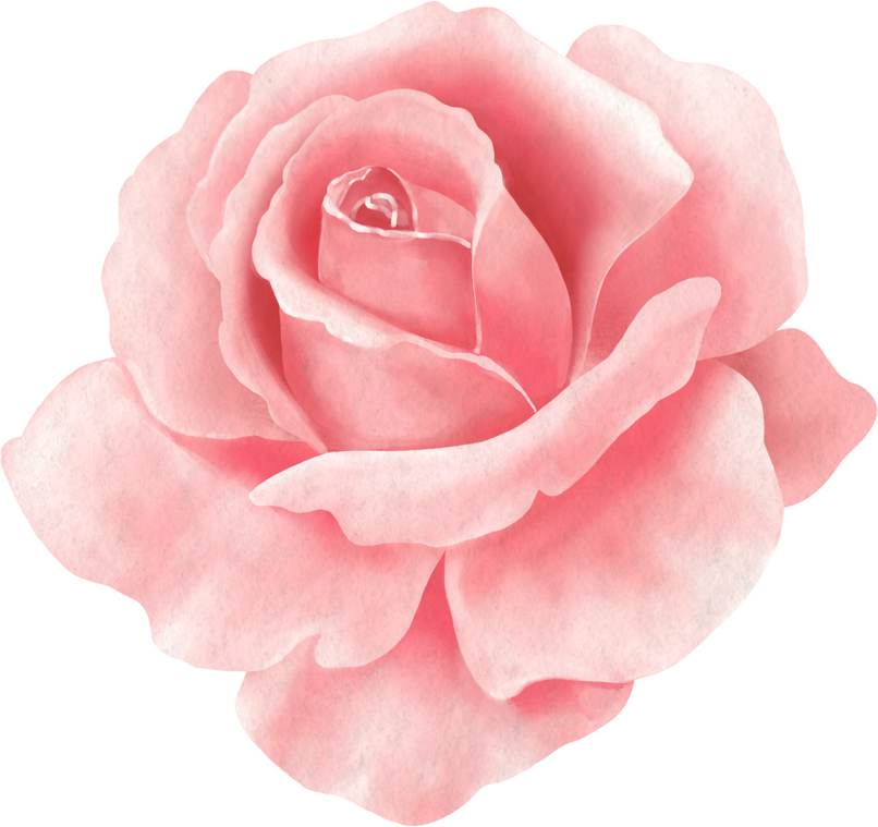 Watercolor Pink Rose